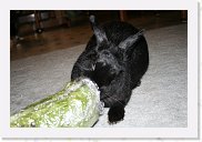 IMG_4423 * 3456 x 2304 * (3.15MB)