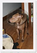 IMG_5156 * 3456 x 2304 * (3.39MB)